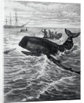 Fishermen Harpooning Sperm Whale by Anonymous