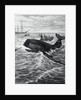 Fishermen Harpooning Sperm Whale by Anonymous