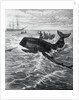 Fishermen Harpooning Sperm Whale by Anonymous
