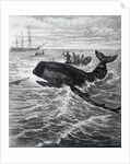 Fishermen Harpooning Sperm Whale by Anonymous