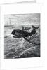 Fishermen Harpooning Sperm Whale by Anonymous