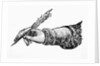 Hand In Writing Position by Anonymous