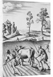 Engraving of Strip Farming by Wenceslaus Hollar