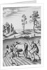 Engraving of Strip Farming by Wenceslaus Hollar