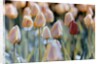 Tulips by Anonymous