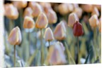 Tulips by Anonymous