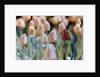 Tulips by Anonymous