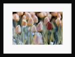 Tulips by Anonymous