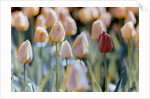 Tulips by Anonymous