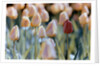 Tulips by Anonymous