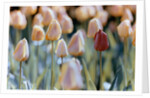 Tulips by Anonymous