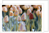 Tulips by Anonymous