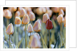 Tulips by Anonymous