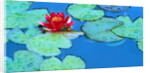 Lily Pads and Flower Blossom by Anonymous