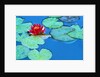 Lily Pads and Flower Blossom by Anonymous