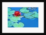 Lily Pads and Flower Blossom by Anonymous