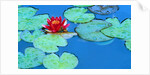 Lily Pads and Flower Blossom by Anonymous