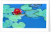 Lily Pads and Flower Blossom by Anonymous