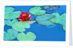 Lily Pads and Flower Blossom by Anonymous