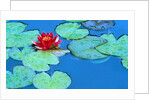Lily Pads and Flower Blossom by Anonymous