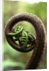 Detail of Sprouting Fern Fiddlehead by Anonymous