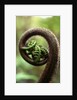 Detail of Sprouting Fern Fiddlehead by Anonymous