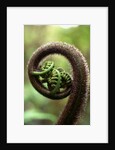 Detail of Sprouting Fern Fiddlehead by Anonymous