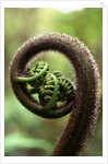 Detail of Sprouting Fern Fiddlehead by Anonymous