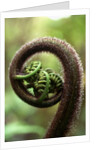 Detail of Sprouting Fern Fiddlehead by Anonymous