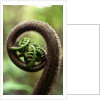 Detail of Sprouting Fern Fiddlehead by Anonymous