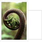 Detail of Sprouting Fern Fiddlehead by Anonymous