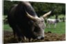Grey Steppe Bull by Anonymous