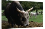Grey Steppe Bull by Anonymous