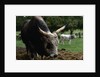 Grey Steppe Bull by Anonymous