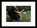 Grey Steppe Bull by Anonymous