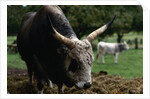 Grey Steppe Bull by Anonymous