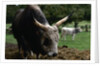 Grey Steppe Bull by Anonymous