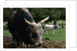 Grey Steppe Bull by Anonymous