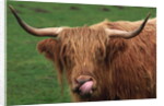 Head of Highland Cow by Anonymous