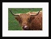 Head of Highland Cow by Anonymous