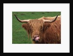 Head of Highland Cow by Anonymous