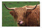 Head of Highland Cow by Anonymous