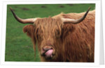 Head of Highland Cow by Anonymous