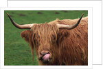Head of Highland Cow by Anonymous