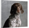 German Pointer by Anonymous