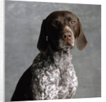 German Pointer by Anonymous