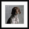 German Pointer by Anonymous