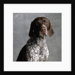 German Pointer by Anonymous
