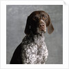 German Pointer by Anonymous