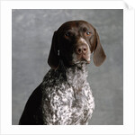 German Pointer by Anonymous